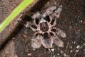 Brachypelma al…