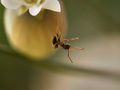 Mrav koji visi…