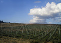 Bella Toscana