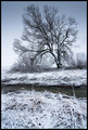 Frozen tree