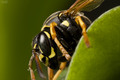 Wasp