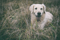 Golden Retriev…