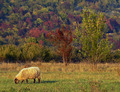 autumn pasture