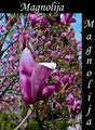 magnolija