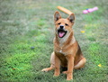 Shiba...moja n…