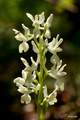 Orchis provinc…