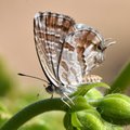 Pelargonijin p…