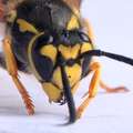 Osa, Vespula g…