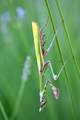 Empusa pennata