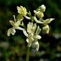 Orchis provinc…