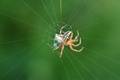 Araneus marmor…