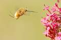 Bombylius major