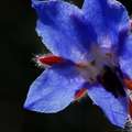 Borago