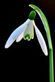 Galanthus niva…