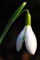 Galanthus niva…