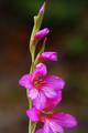 Gladiola, Glad…