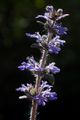 Iva, Ajuga rep…