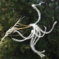 Kovilje, Stipa…