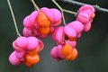 Kurika, Euonym…