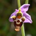 Ophrys rhodost…