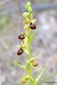 Ophrys tommasi…