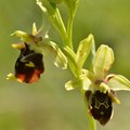 Ophrys untchjii