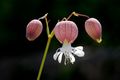 Pušina, Silene…