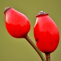 Rosa canina