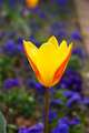 Tulipan, Tulip…