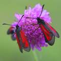 Zygaena purpur…