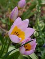 tulipa saxatil…