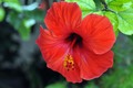 hibiskus