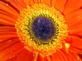 srce gerbera