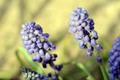 muscari