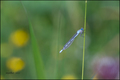 Coenagrion pue…