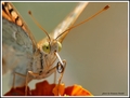 Argynnis pando…