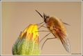 Bombylius major