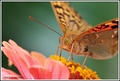 Argynnis pando…