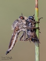 Robber fly