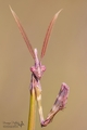 Empusa pennata