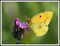 Colias crocea