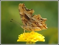 Polygonum egea