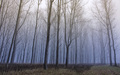 misty forest