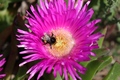 bumbar