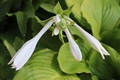 hosta