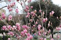 magnolija