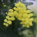 mimoza