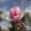 magnolija