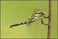 Orthetrum canc…