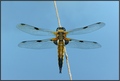 Libellula quad…